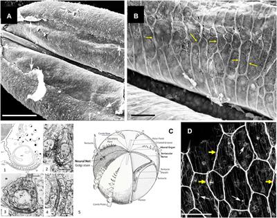 Syncytial nets vs. chemical signaling: emerging properties of alternative integrative systems